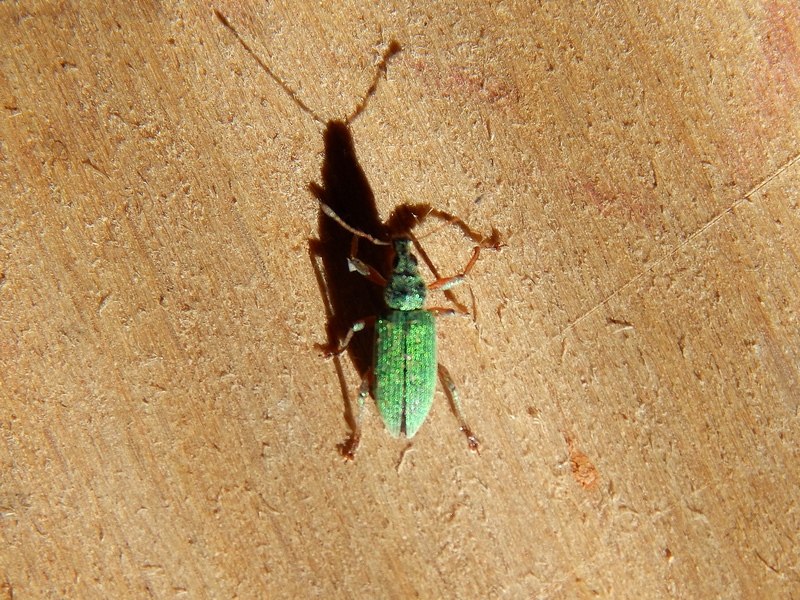 Polydrusus formosus     (Curculionidae)